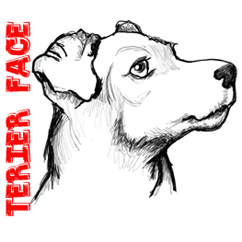 How to Draw a Terrier's Face / Dog's Face with Easy Steps