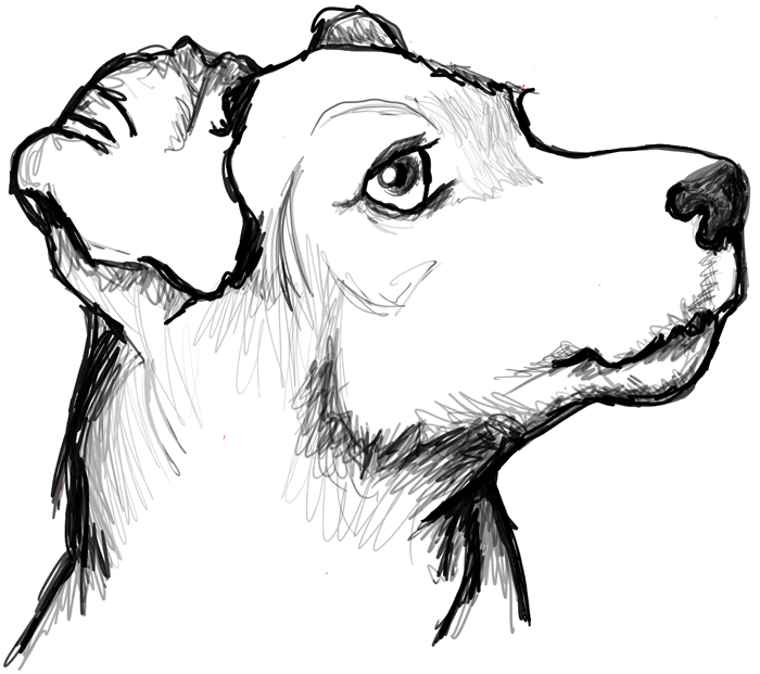 Animal Sketch Of A Dog Drawing for Beginner