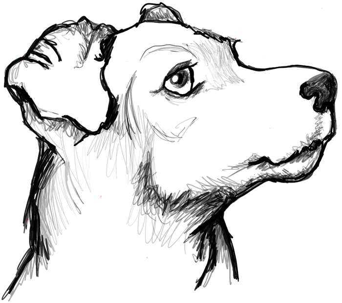 Featured image of post How To Draw A Dog From The Side / If your kids are into cartooning they will love this one for sure.