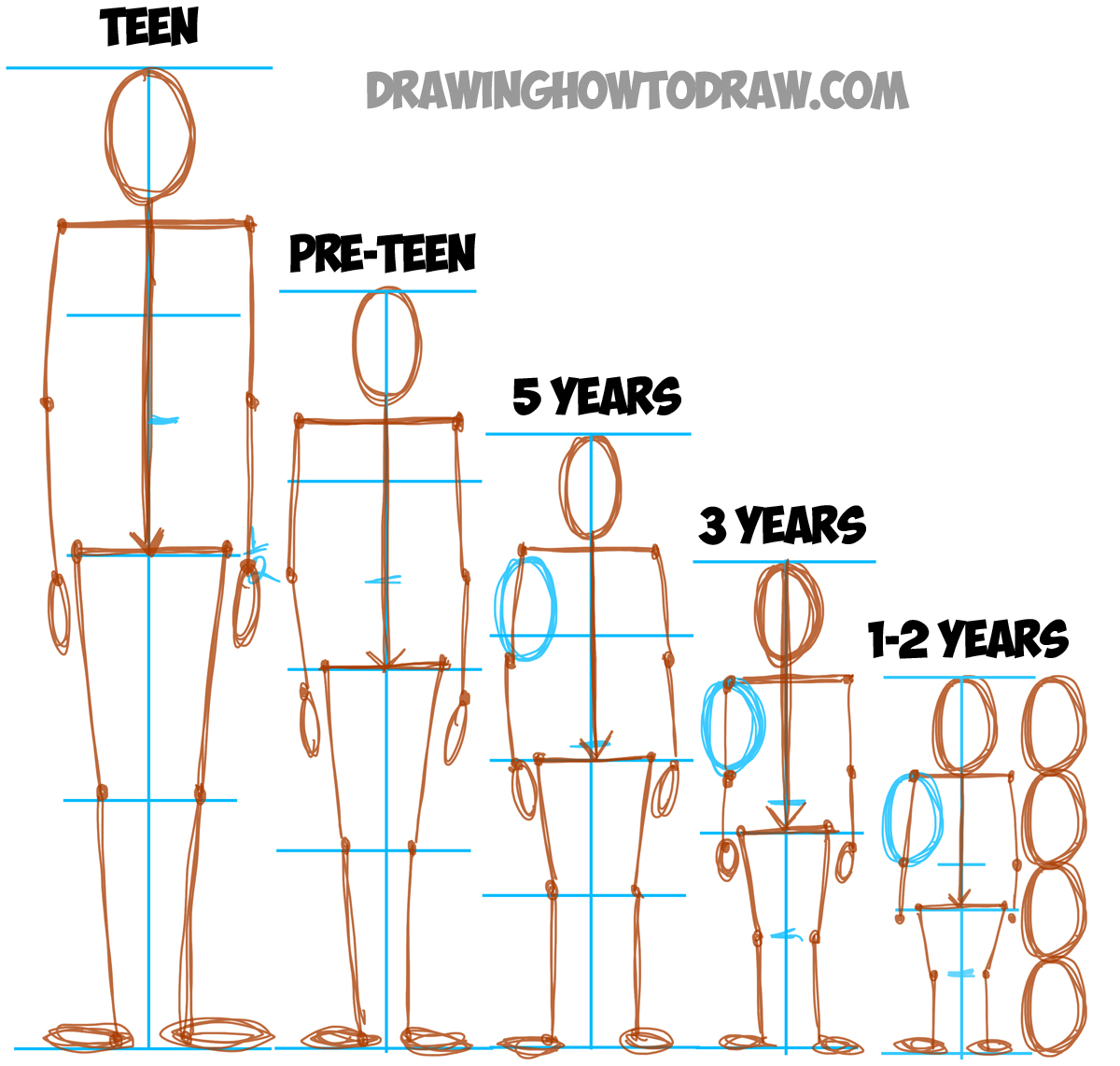 Now Lets Show You the Human Proportions of Different Age Groups