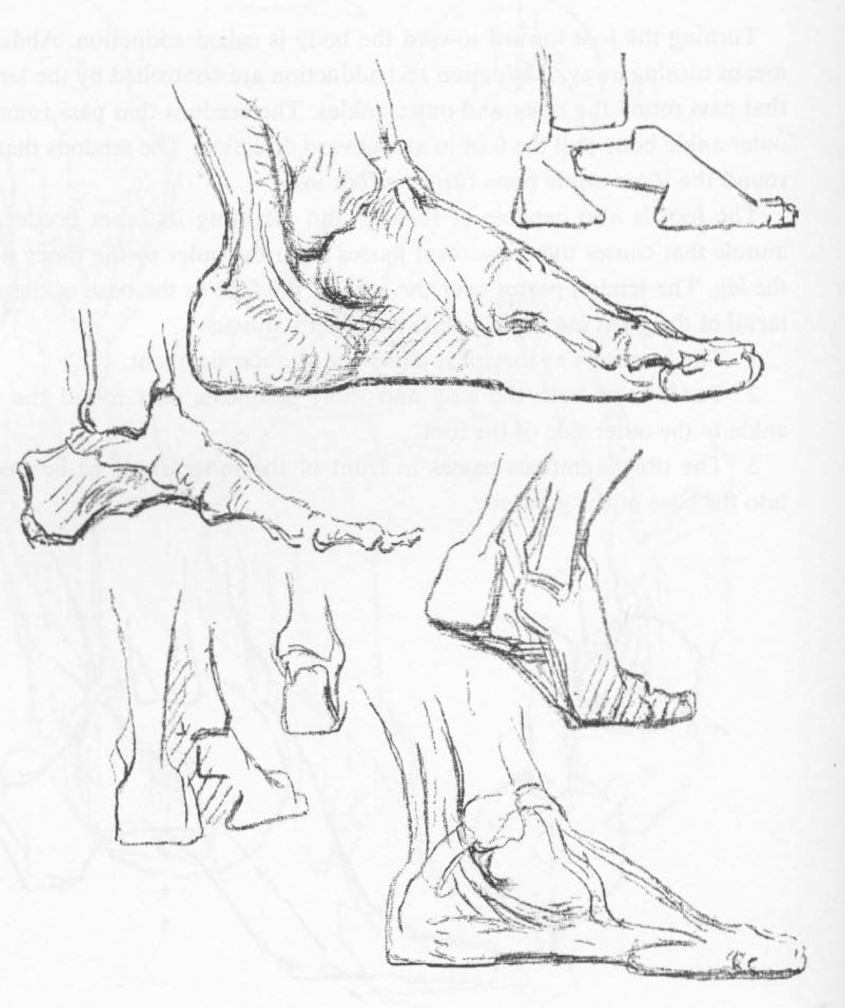 3 Tips for Drawing Accurate Proportions  Foot Critique  YouTube