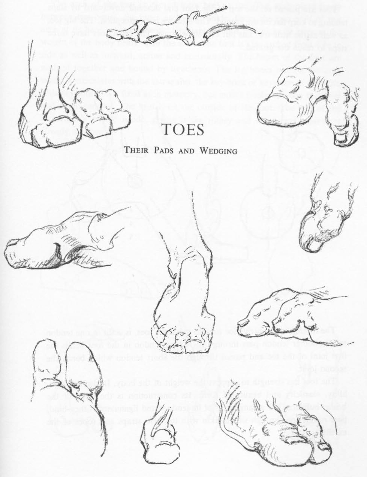 Drawing Toes