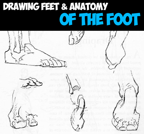 How to Draw the Foot : Drawing Feet and the Anatomy of them Tutorial