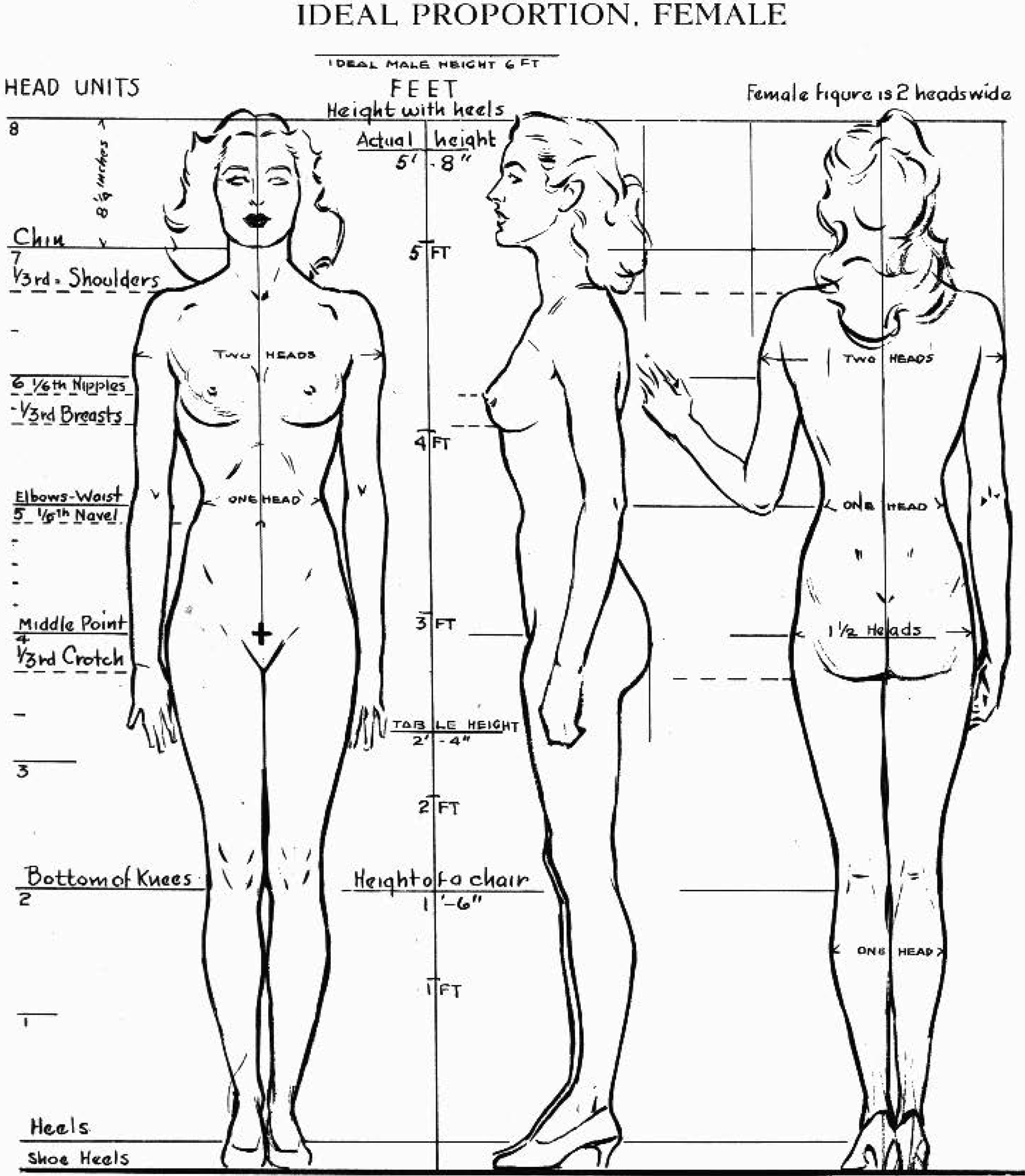 7 Figure Drawing Proportions to Know