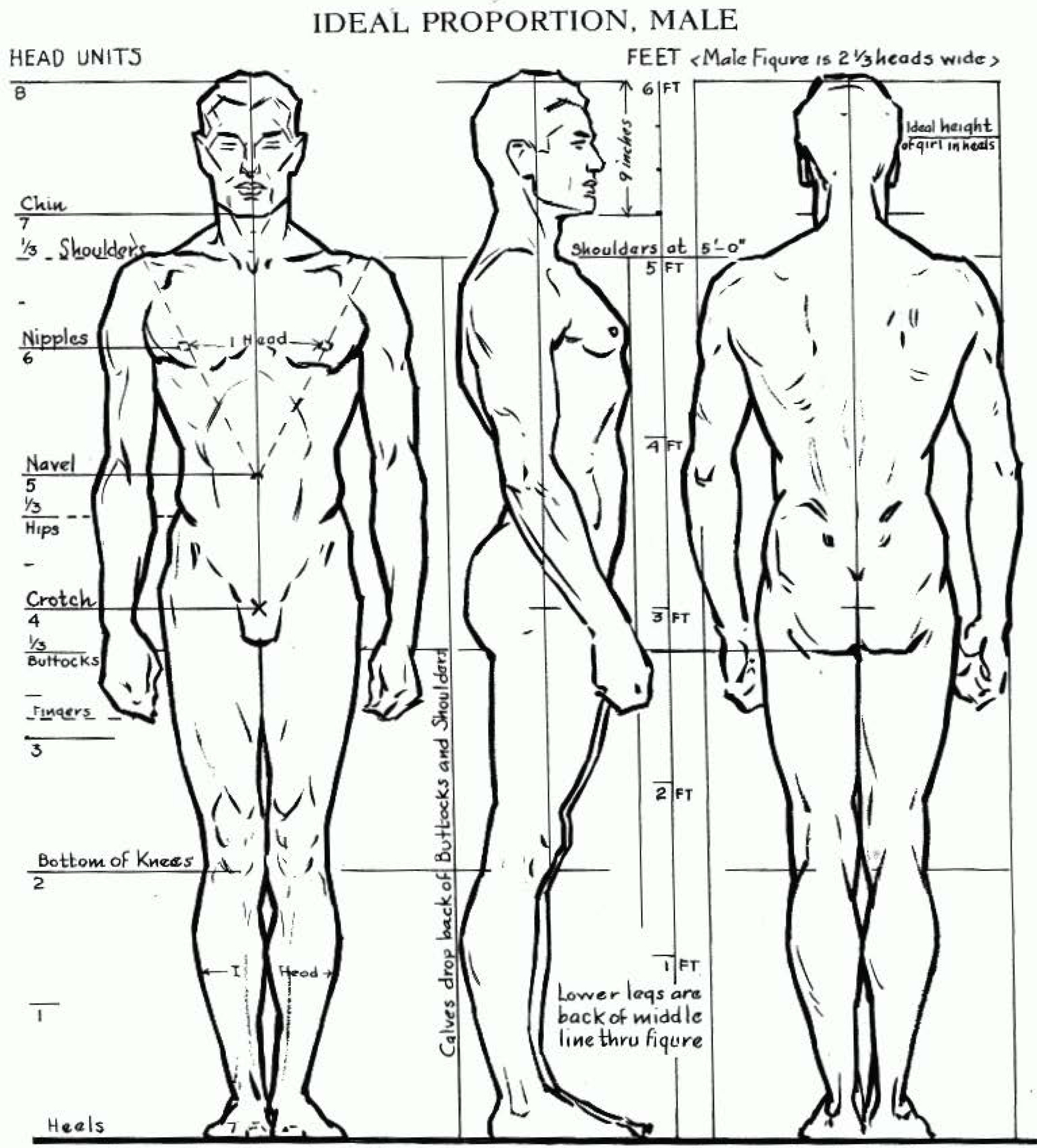 Proportions of the Human Figure : How to Draw the Male Figure in Correct Proportions