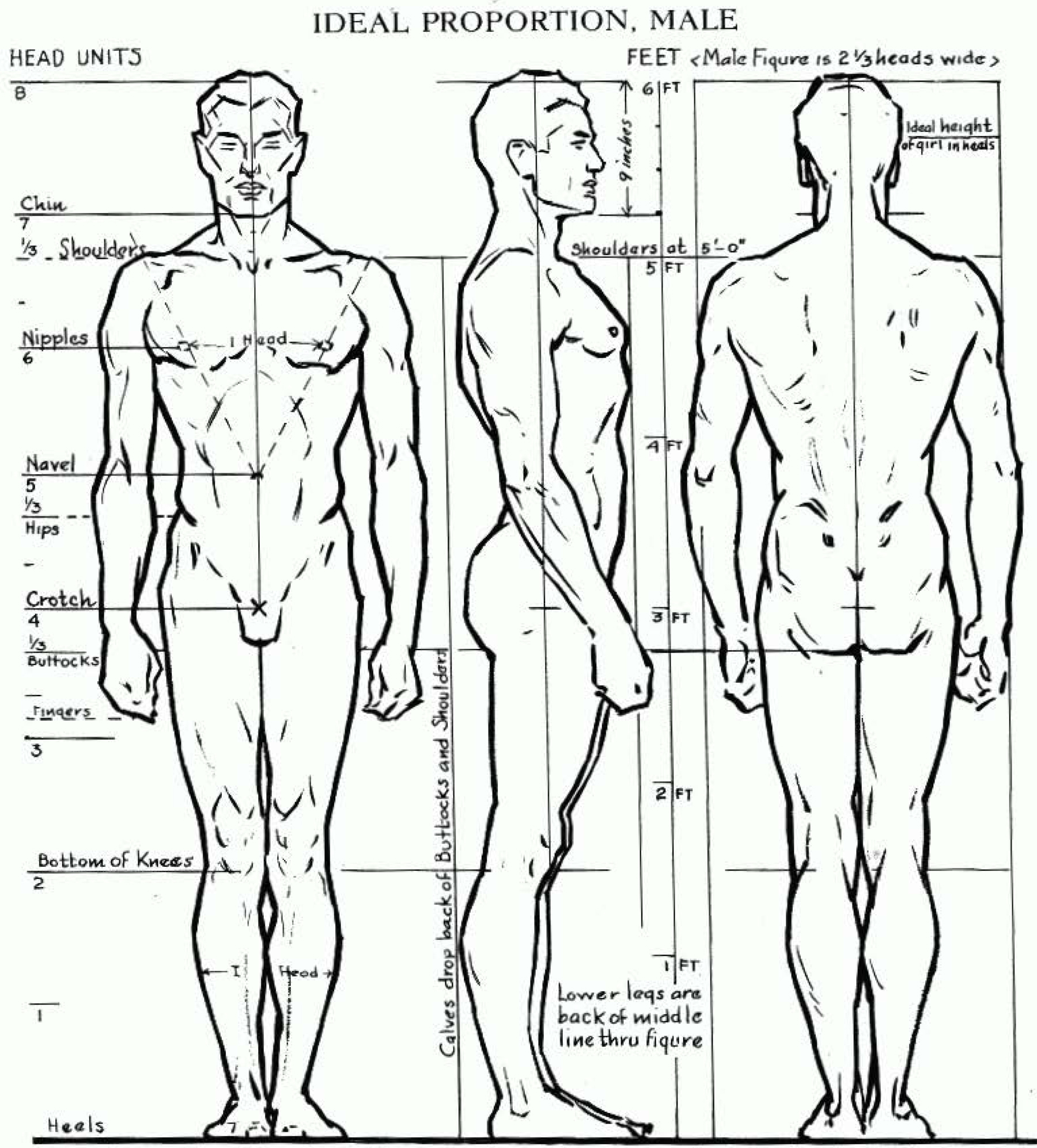 Proportions Of The Human Figure How To Draw The Human Figure In The