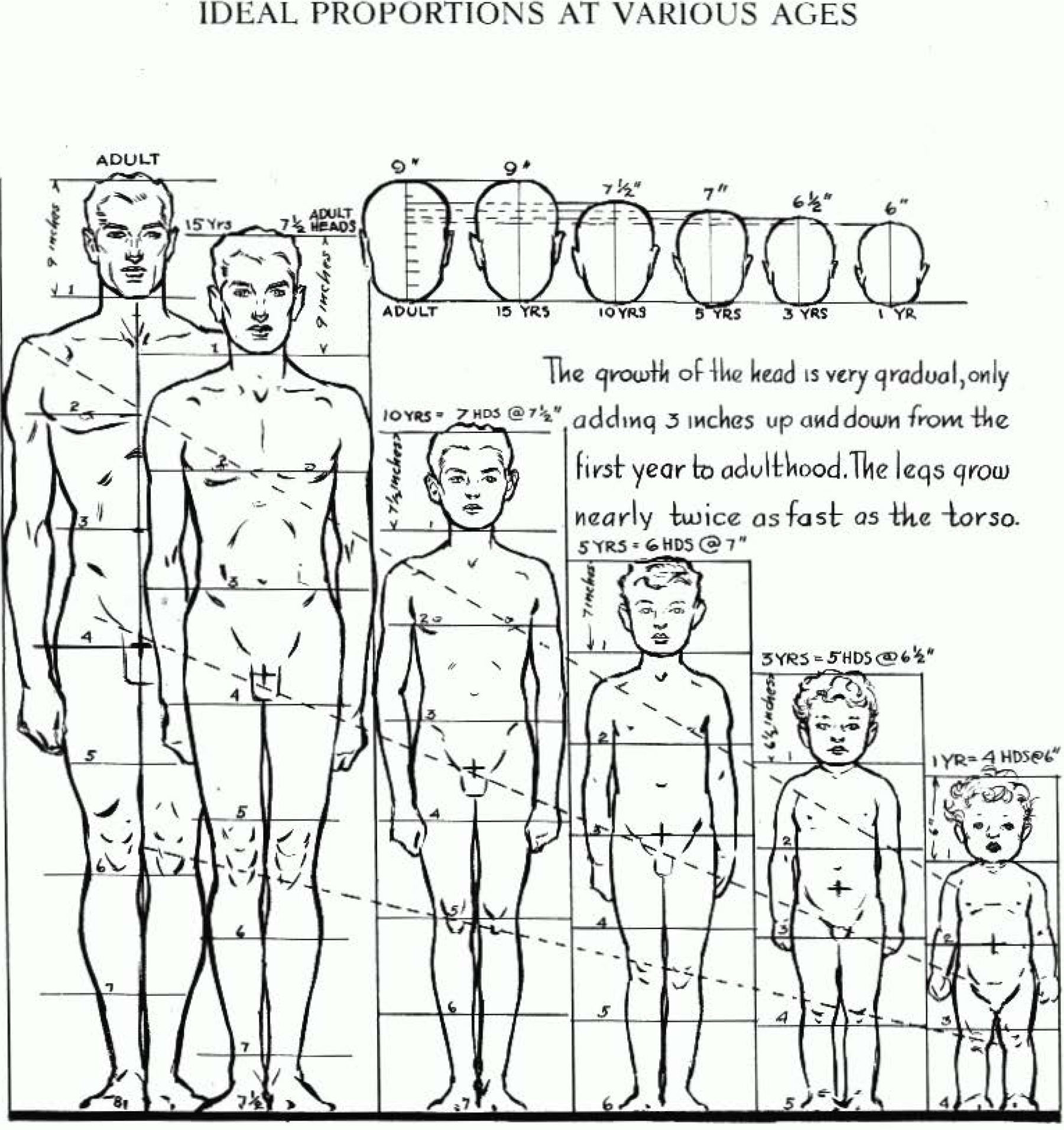 Proportions Of The Human Figure How To Draw The Human Figure In The