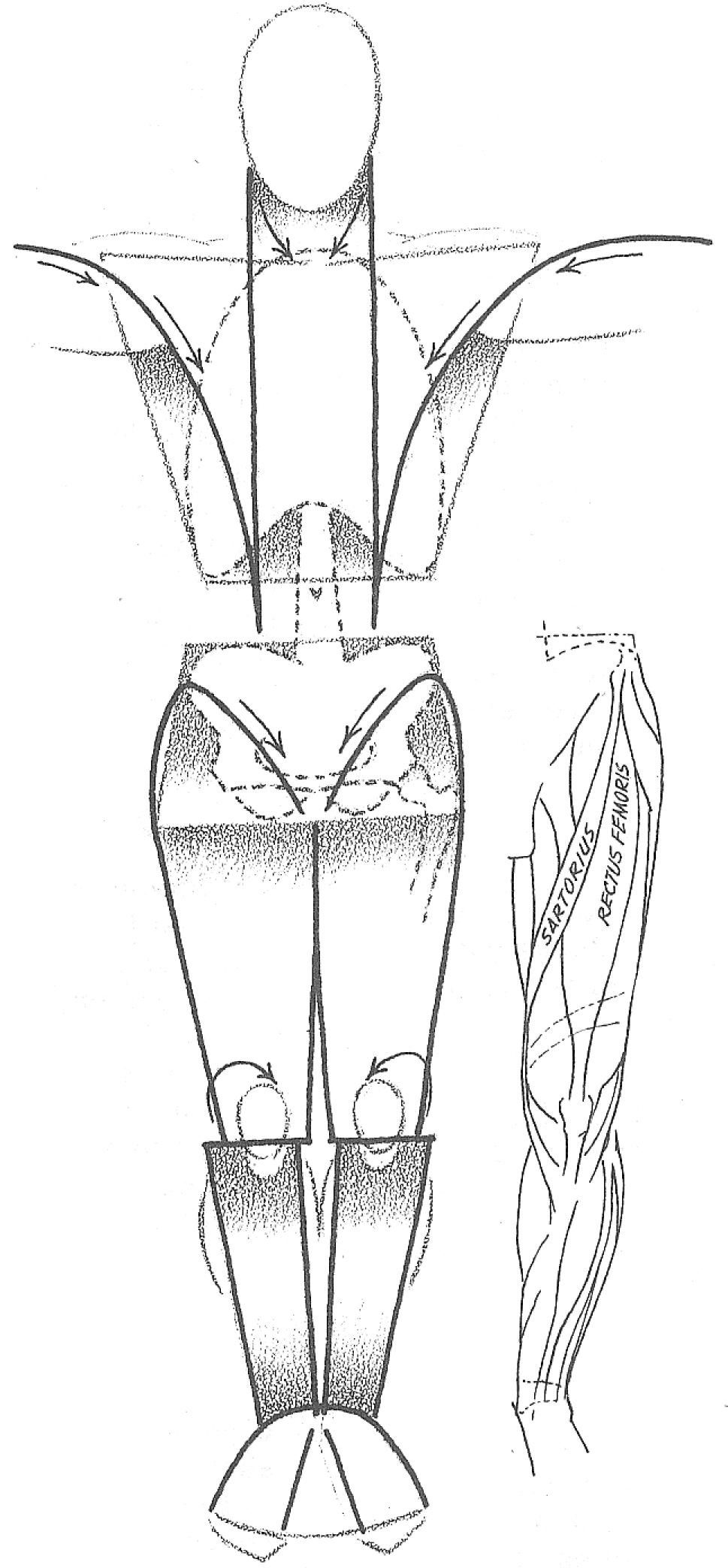 How to Draw the Human Torso and Chest - Body Figure ...