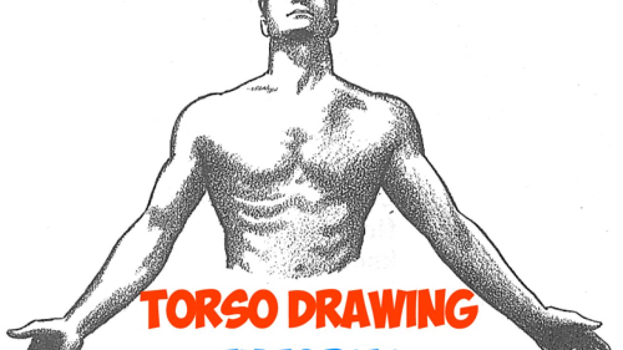 How To Draw The Human Torso And Chest Body Figure Drawing