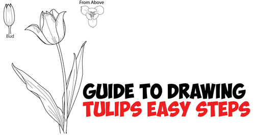 Learn How to Draw Tulips - Easy Step by Step Drawing Tutorial from Side, From Above and as Young Buds