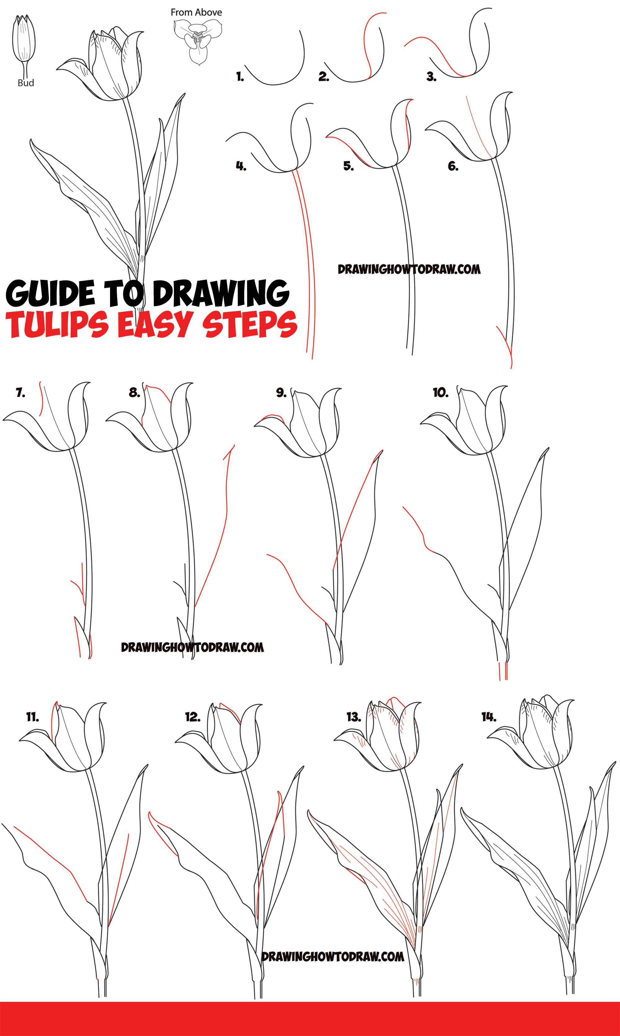 How To Draw A Tulip Step By Step