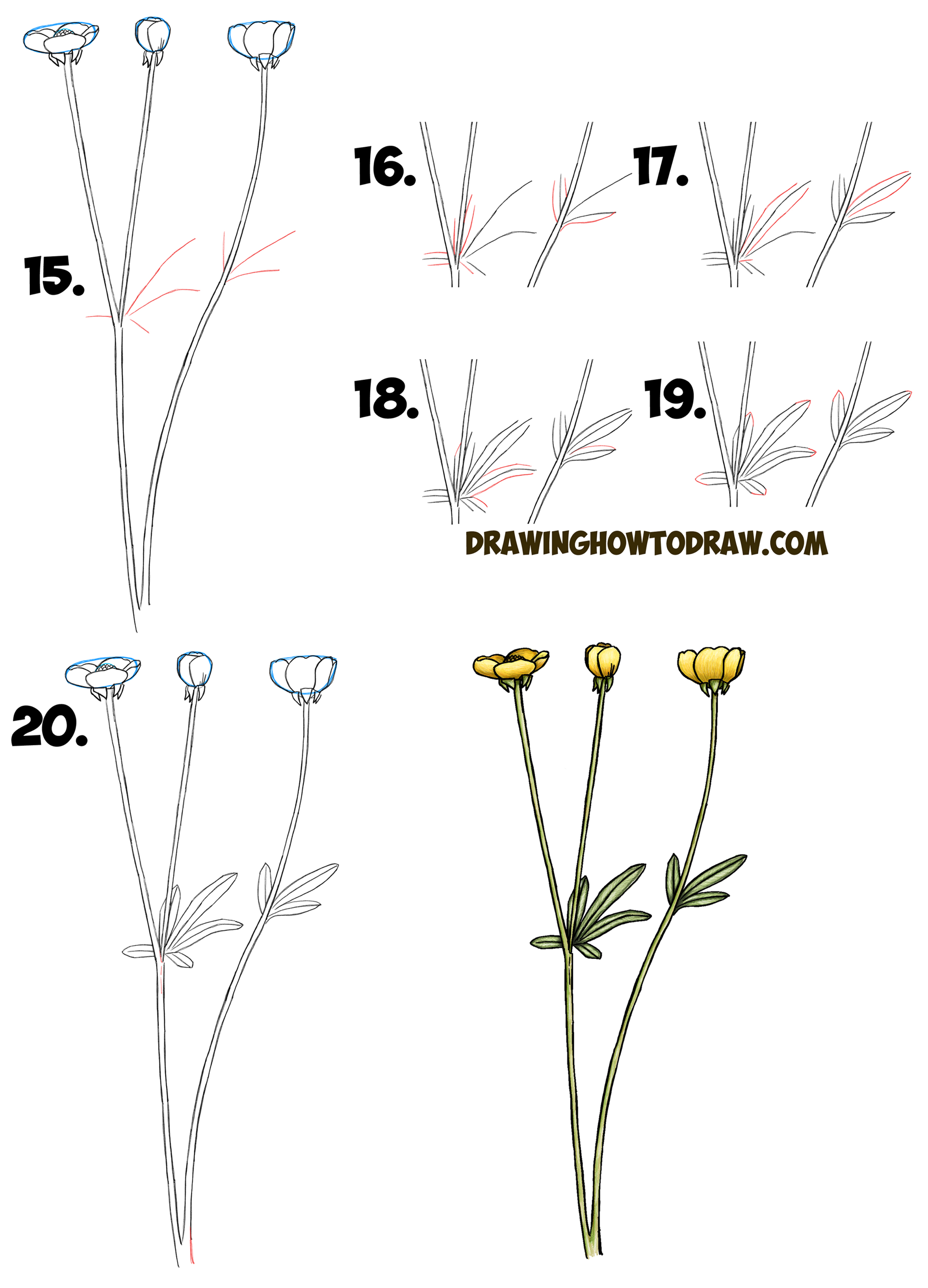 How To Draw A Buttercup Flower Step By Step Drawing Tutorial