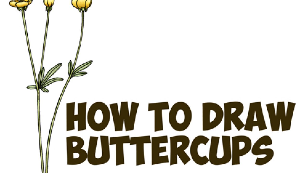 How To Draw A Buttercup Flower Step By Step Drawing Tutorial Buttercups Easy For Beginners How To Draw Step By Step Drawing Tutorials