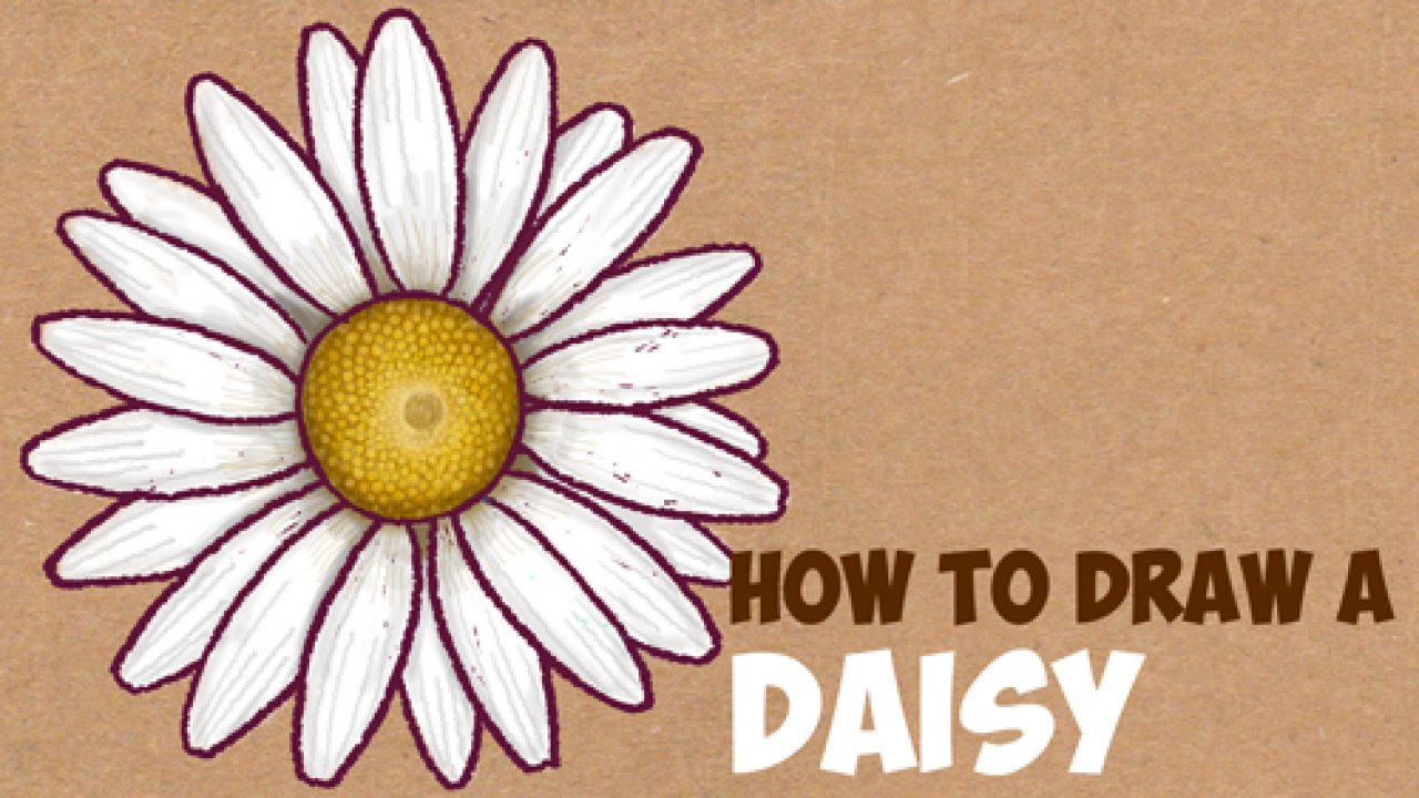 How to Draw a Daisy Flower (Daisies) in Easy Step by Step Drawing  Instructions Tutorial for Beginners