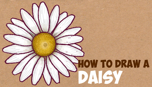 AUDIO: To Draw - English Daisies