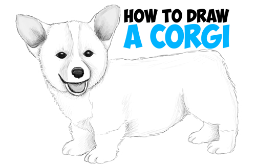 How to Draw a Corgi Puppy Easy Step by Step Realistic Drawing Tutorial for Beginners