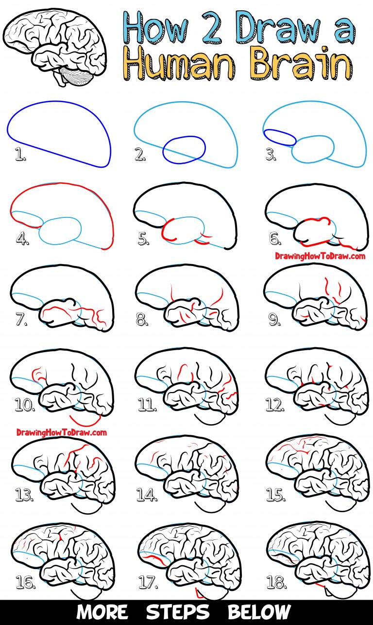 How to Draw a Human Brain Easy Steps Drawing Lesson for Beginners
