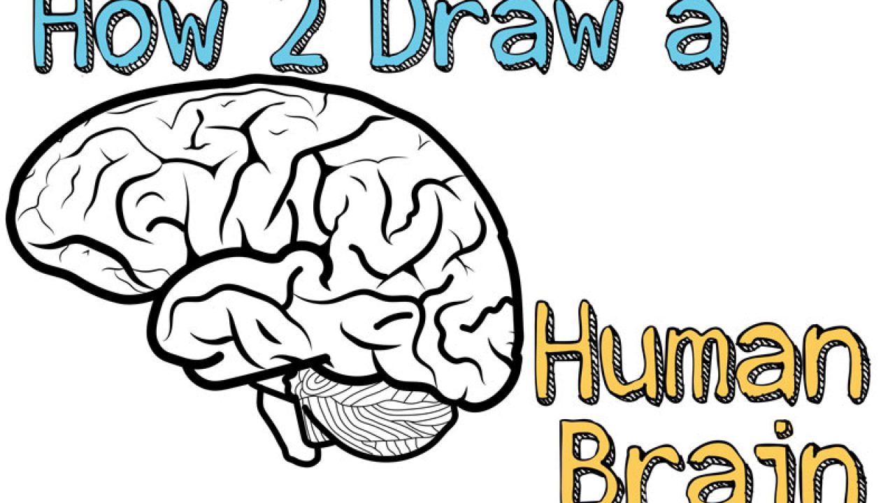 Brain drawing, Human anatomy drawing, Human brain diagram