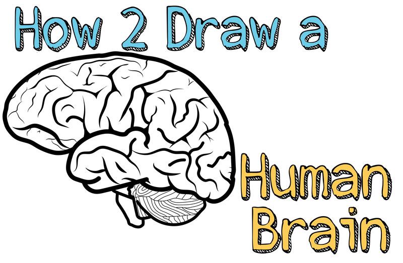 Featured image of post Easy Brain Drawing