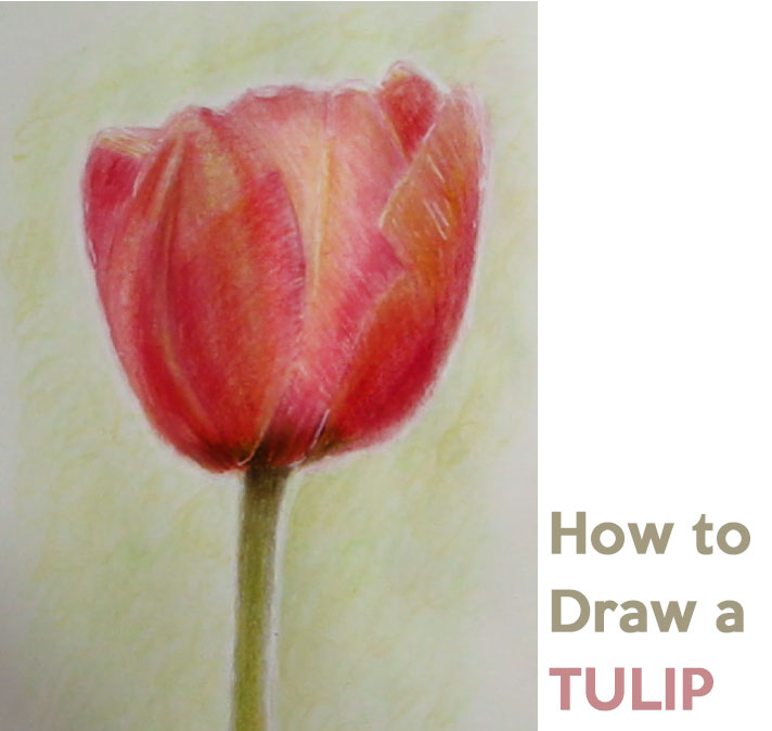 How To Draw Flowers Archives How To Draw Step By Step Drawing Tutorials