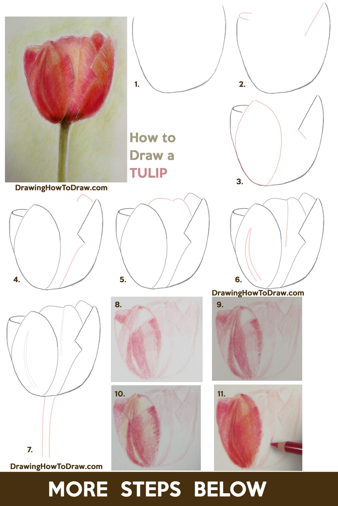 How to Draw Tulips with Colored Pencils Easy Step by Step Drawing