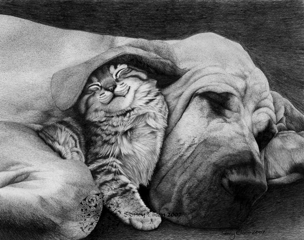 sidney eileen - pencil drawing of a cat and dog adorable inspirational