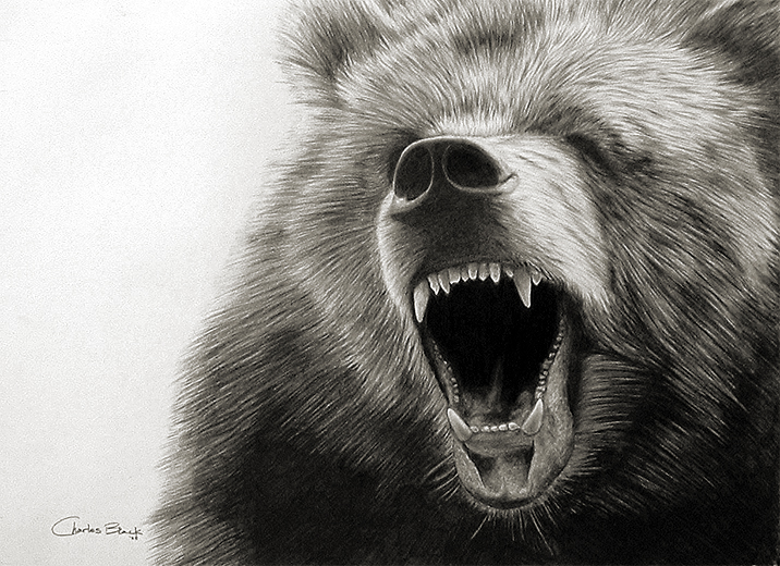 Charles Black - amazing pencil drawinggrizzly_bear_roar_by_eidolic1