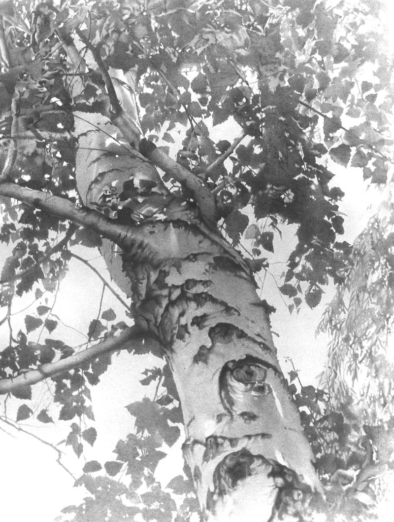 Summer birch tree by d. chernov - pencil drawing on paper