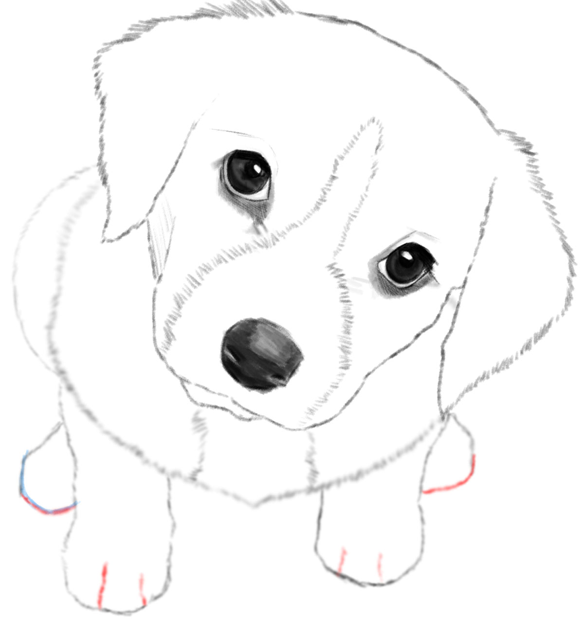 Puppy Drawing