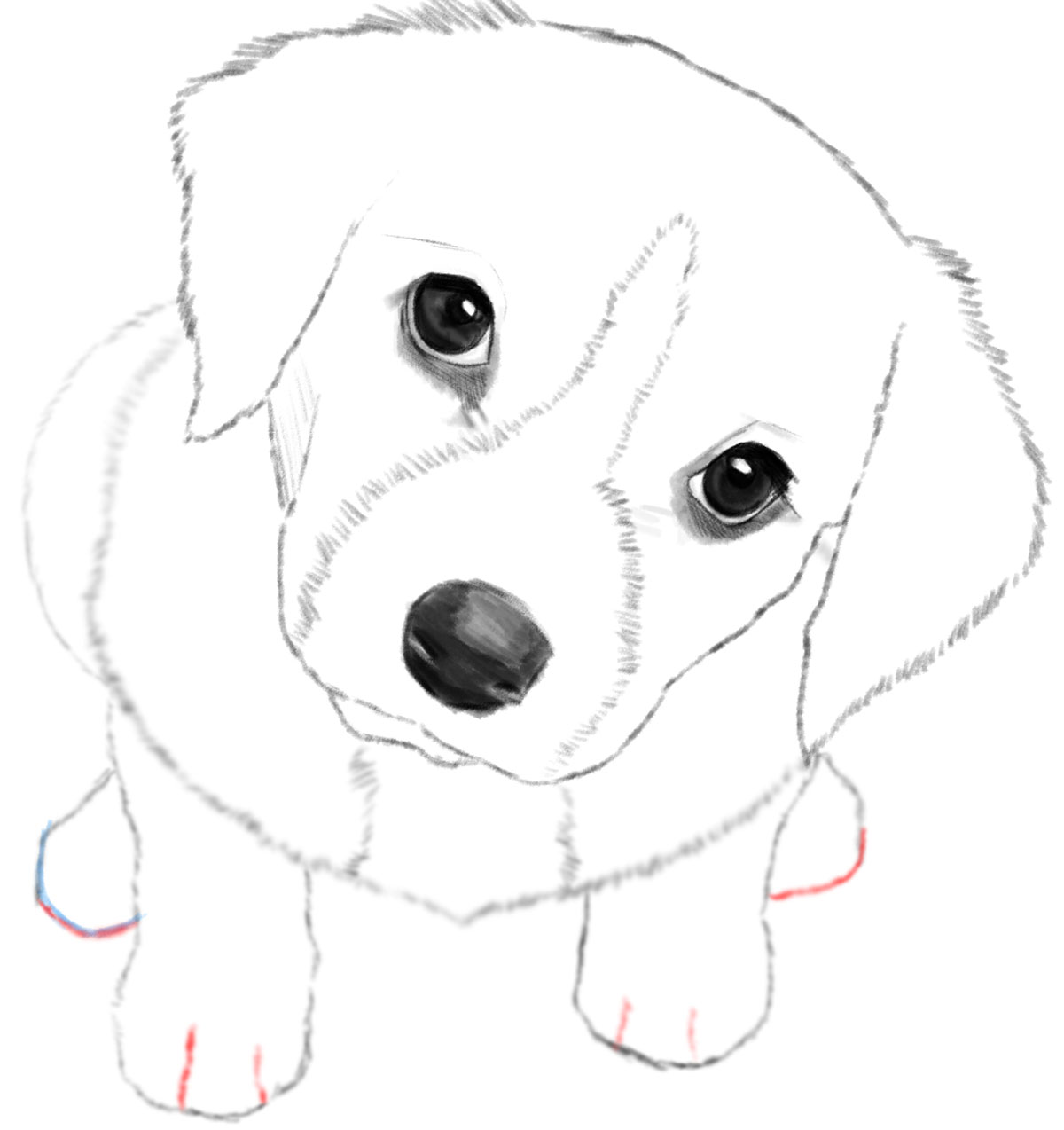 Puppy Drawing - How To Draw A Puppy Step By Step