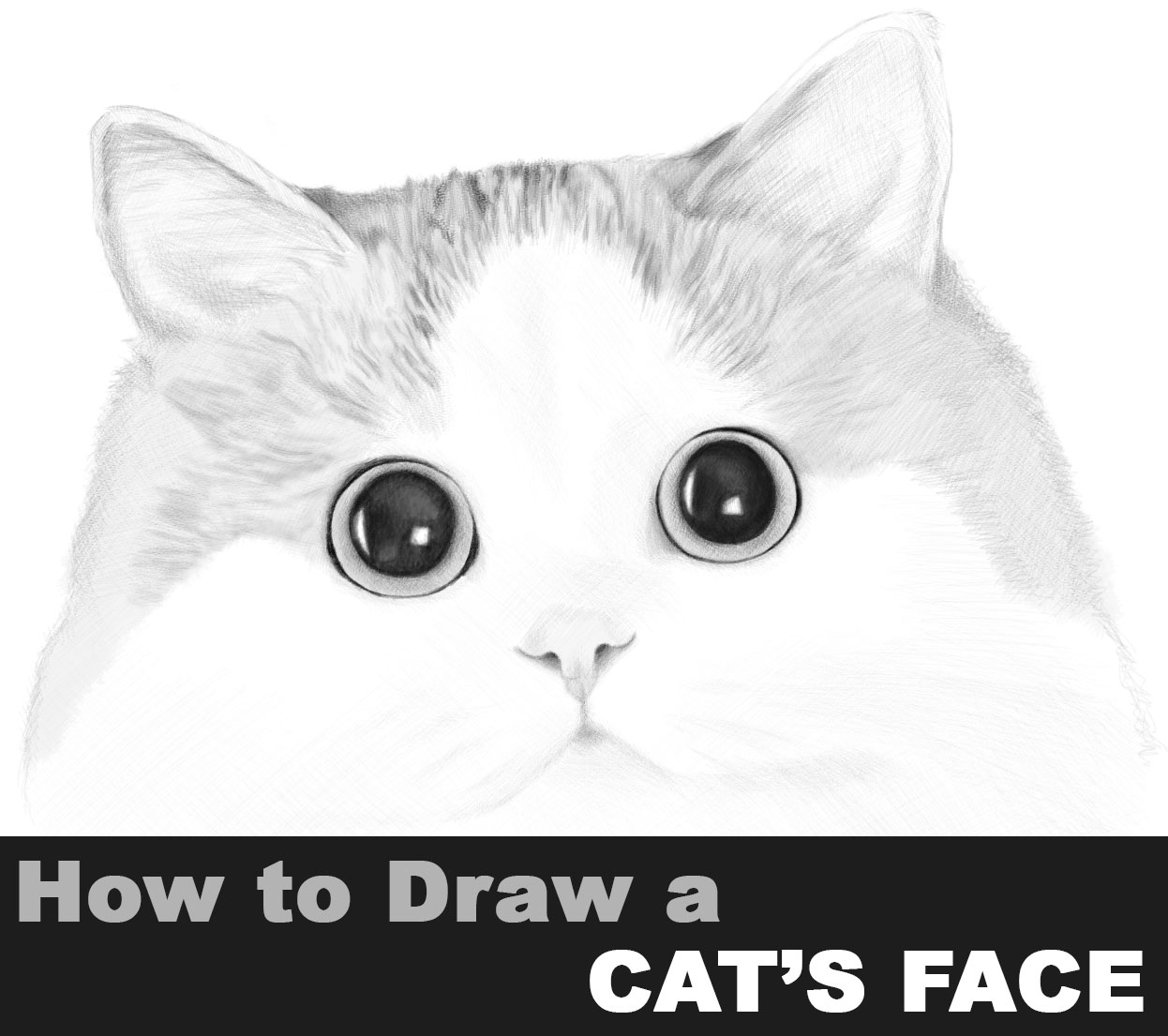 How to draw an angry cat 