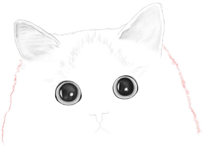 How to Draw a Cat’s Face Realistic Portrait Step by Step Drawing