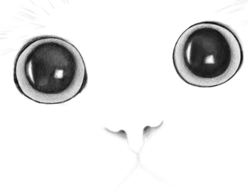 How to Draw a Cat’s Face Realistic Portrait Step by Step Drawing