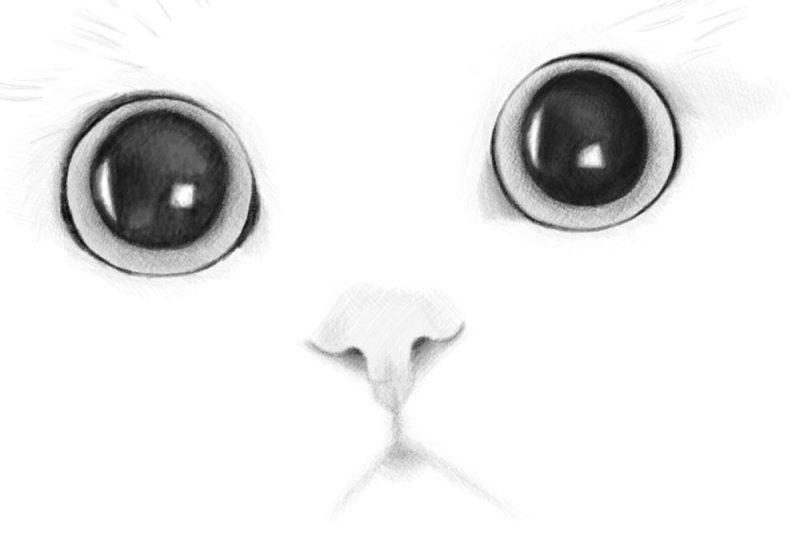 How to Draw a Cat’s Face Realistic Portrait Step by Step Drawing