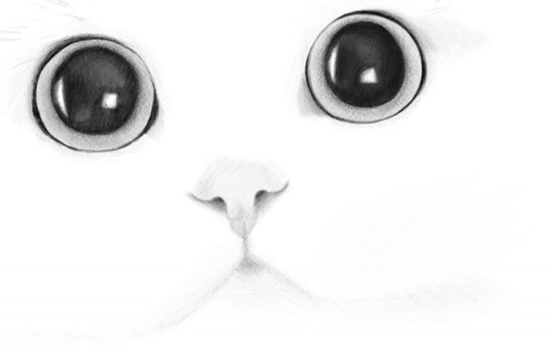 How to Draw a Cat’s Face Realistic Portrait Step by Step Drawing