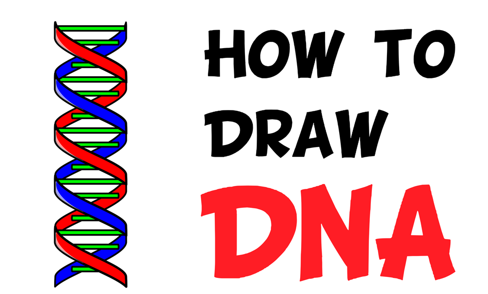 Learn How to Draw DNA Double Helix Structure - Easy Step by Step Drawing Tutorial