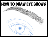 How to Draw Eye Brows Step by Step Drawing Tutorial 
