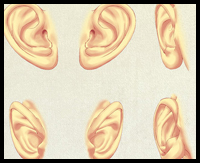 Ear Study